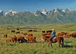 Herefords Grazing