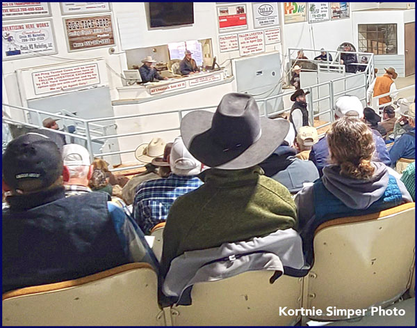 2021-fbs-credit-kortnie-simper.jpg 2021 Fallon Bull Sale Image