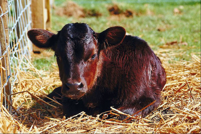 calf-34805306c-1.jpg