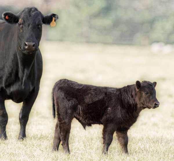 Black Angus Calf