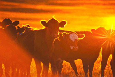 Calves at Sunset