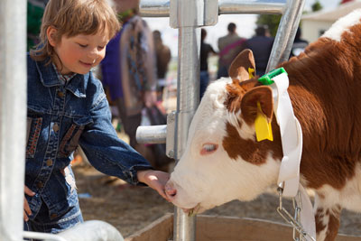 child-feed-calf-400