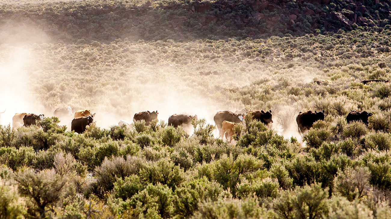 Cattle in Sagebrush