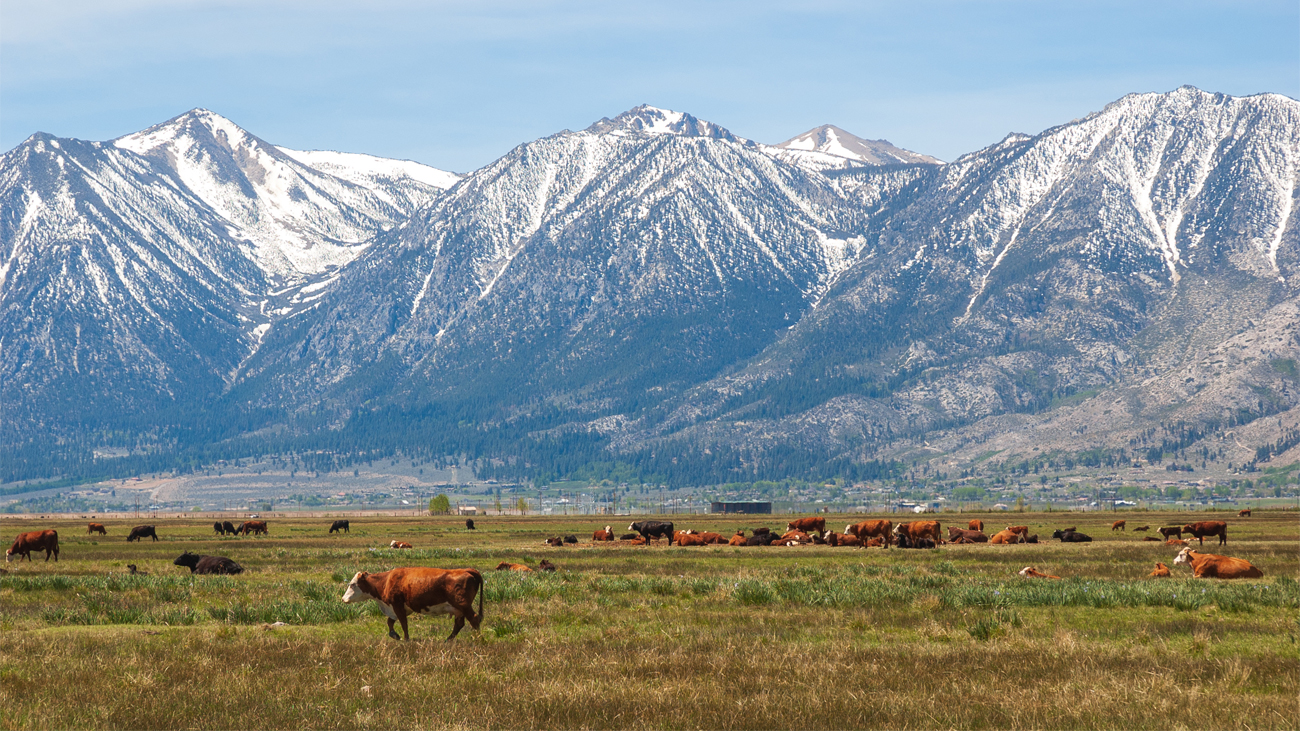 sierra-nevada-cattle