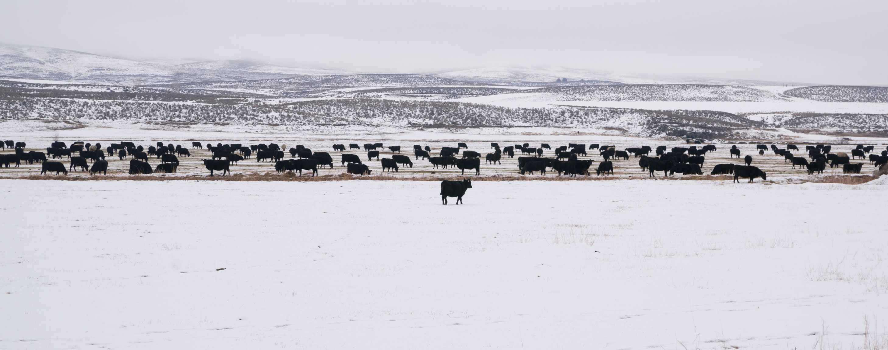 Winter Cattle Image